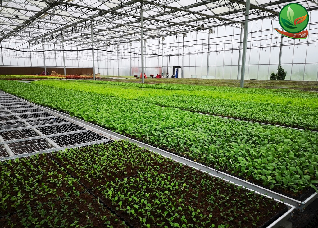 英德農業香蕉视频APP黄下载